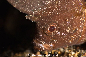 Coconut spiny waspfish. by Mehmet Salih Bilal 